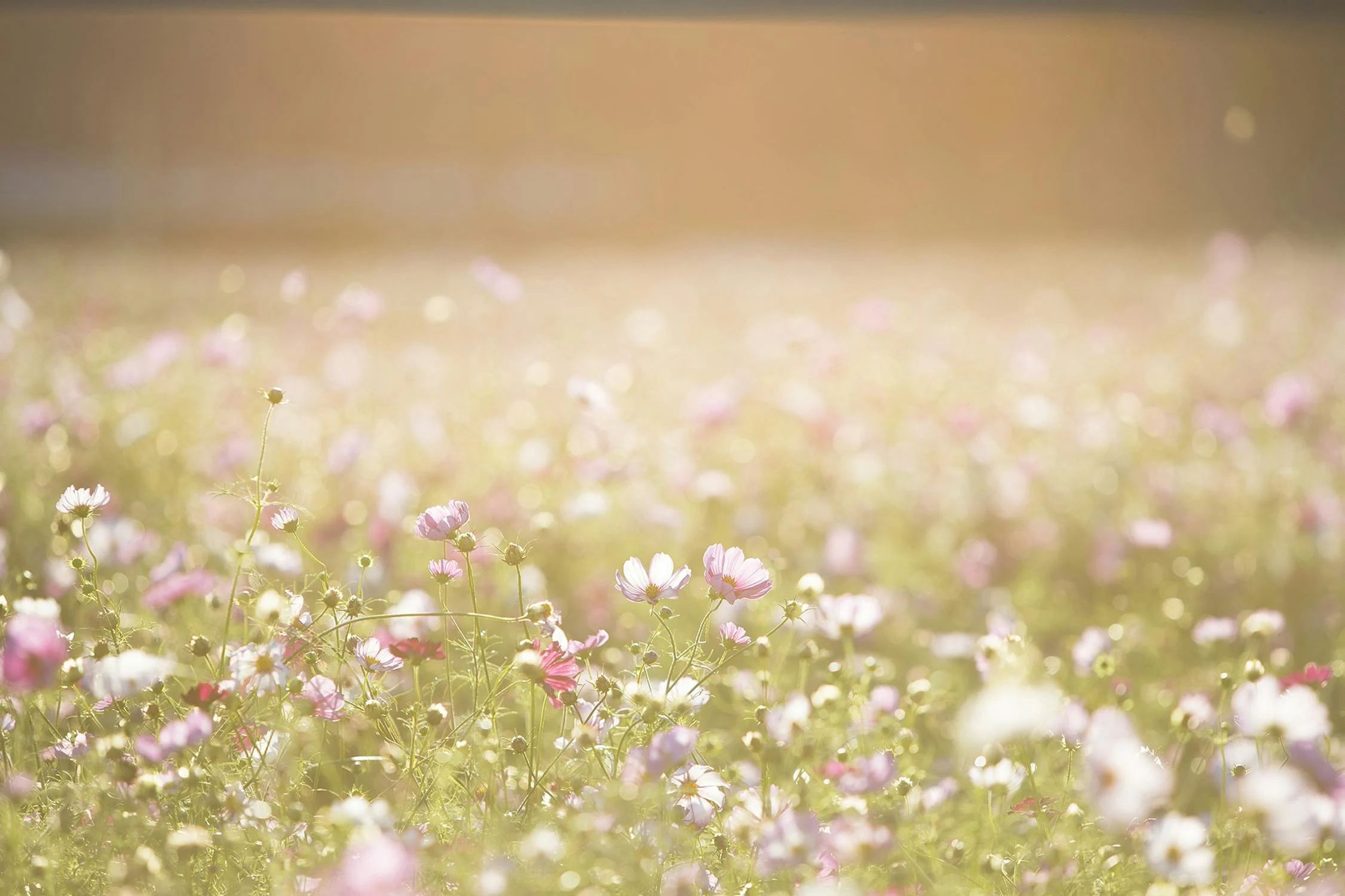 Flowers in a field with sunlight hitting them softly