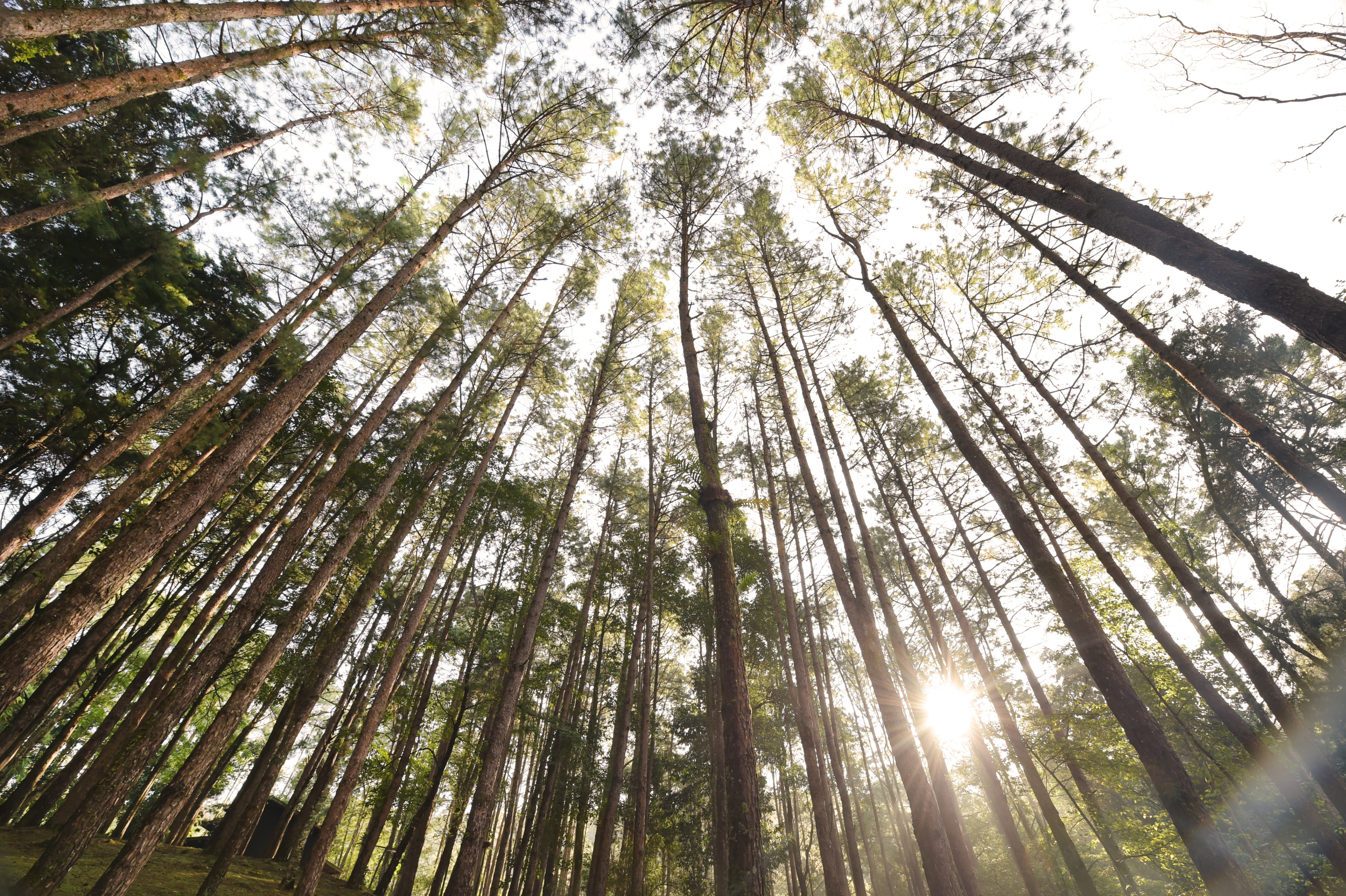 Green forest with ray of light in nature Green forest with ray of light in nature