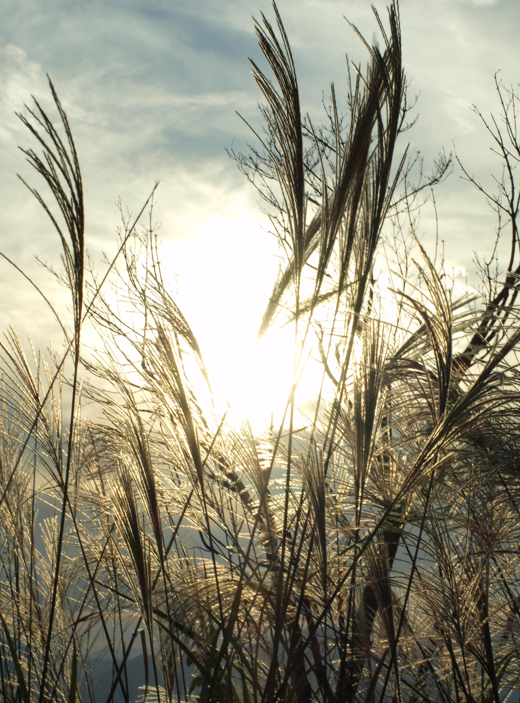 Sunset in a field Sunset in a field